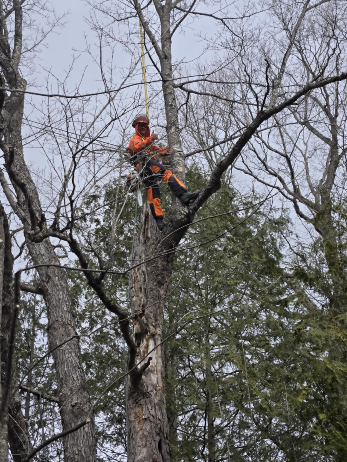 Philip Roy-Rouleau en plein travail d'arboriculture