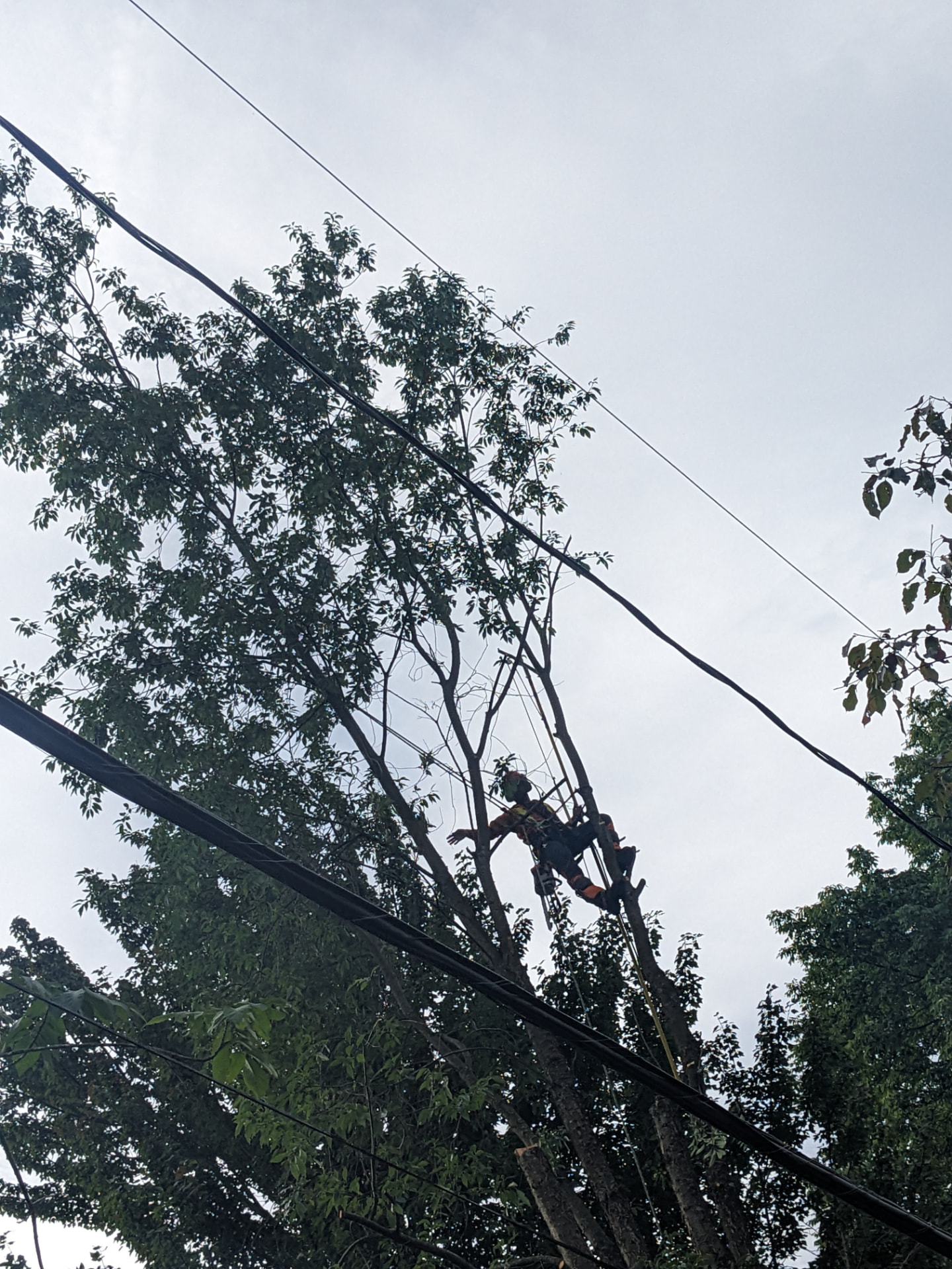 Grimpeur arboricole travaillant en hauteur près de fils électriques